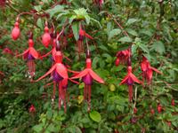 Fuchsien - Tränen Gottes
