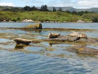 Beara Halbinsel - Robben