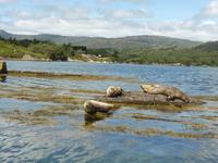 Beara Halbinsel - Robben