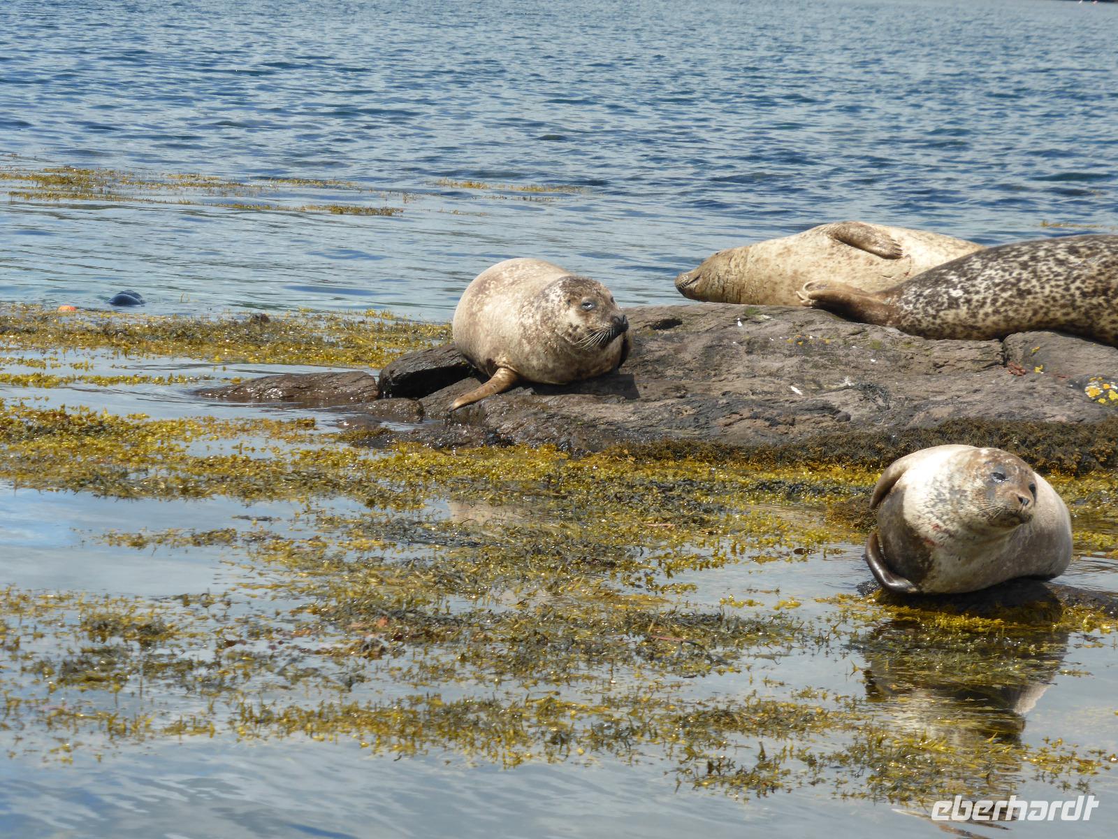 Beara Halbinsel - Robben