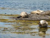 Beara Halbinsel - Robben