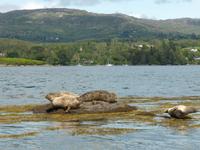 Beara Halbinsel - Robben