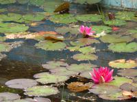 Garnish Island - Seerosen im italienischen Garten