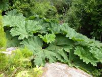 Garnish Island - Riesenfarn