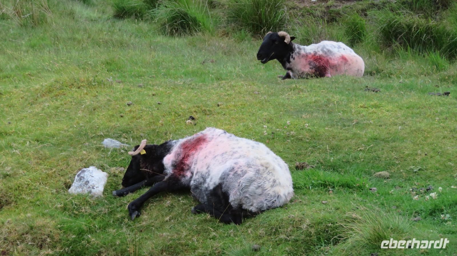 Die für die roten Pullover