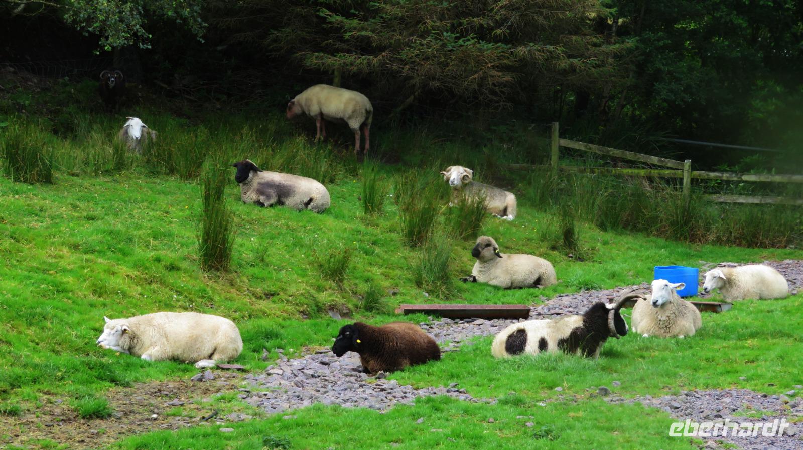 Bei Schäfer Brandon 