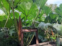 23-Blarney Castle & Gardens