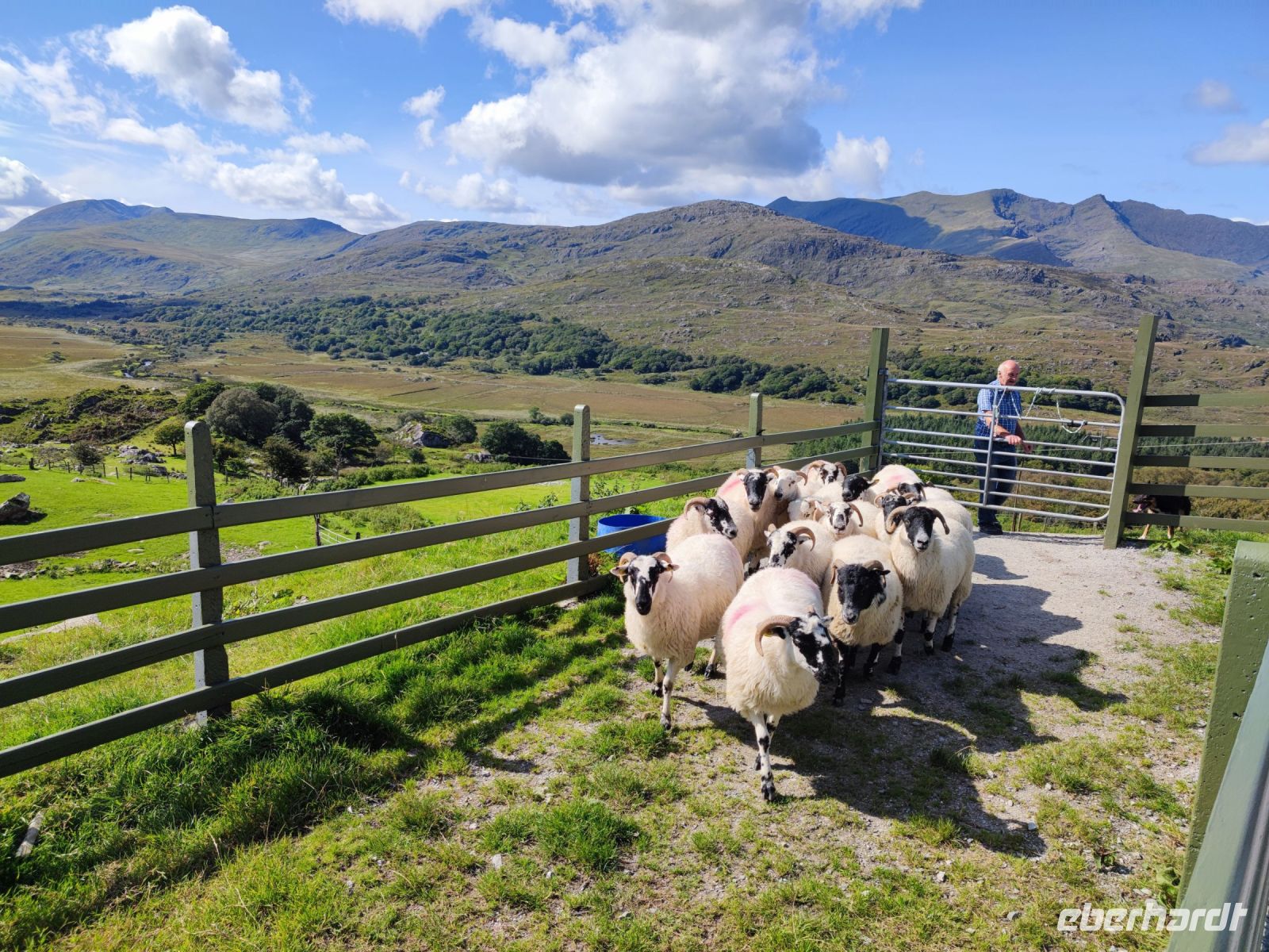 60-Kissans Sheep Farm