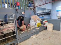 62-Kissans Sheep Farm