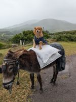 Ring of Kerry, Hund und Esel