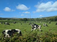 Kühe am Straßenrand