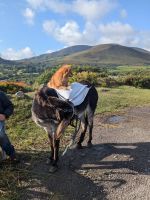 Hund auf Esel am River Caragh