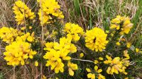 Connemara &ndash; &copy; Constanze Maißel (Eberhardt TRAVEL)