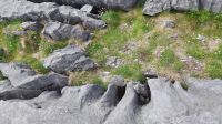 Burren &ndash; &copy; Constanze Maißel (Eberhardt TRAVEL)