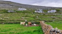 Burren &ndash; &copy; Constanze Maißel (Eberhardt TRAVEL)