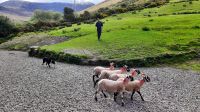 Kells Sheepdogs &ndash; &copy; Constanze Maißel (Eberhardt TRAVEL)