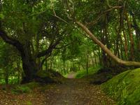 Im Urwald von Irland