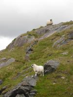 Sheeps - Schafe an der Passstraße