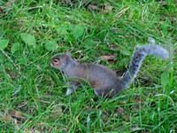 Grauhörnchen in Chester