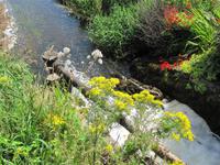 Whiskey-Wasser vor der Veredlung