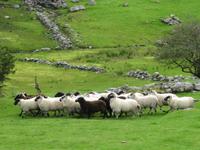 Bei Schäfer Kissane