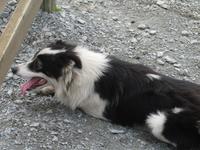 Bei Schäfer Kissane