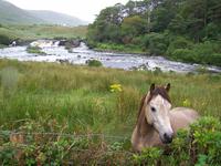 Aasleagh Falls 