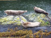 Seehunde vor der Garinish Insel