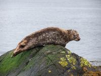 Seehund vor der Garinish Insel