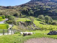 59-Kissans Sheep Farm