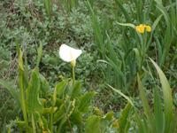 Blumen beim deserted Village