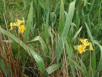 Blumen beim deserted Village