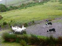 bei Schäfer Brendan