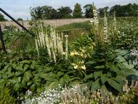 Kitchen Garden in Dublin