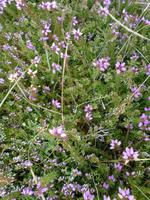 Pflanzen im Ceide Field