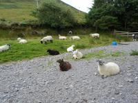 Kells Sheepfarm