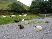 Kells Sheepfarm