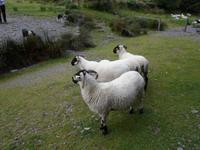 Kells Sheepfarm