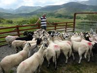 auf Kissanes Sheepfarm