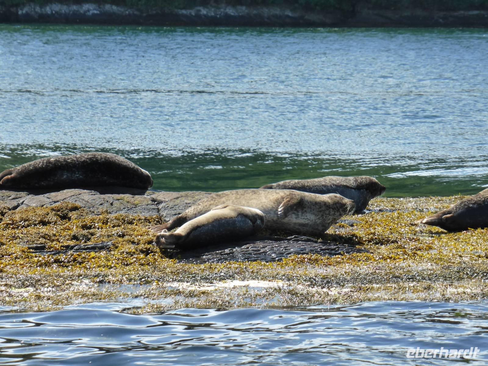 Seehunde vor Garinish Island