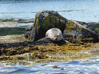 Seehund vor Garinish Island