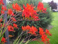 Völlig unerwartete Blütenpracht  in Irland