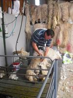 Schafschur auf der Kissane Farm