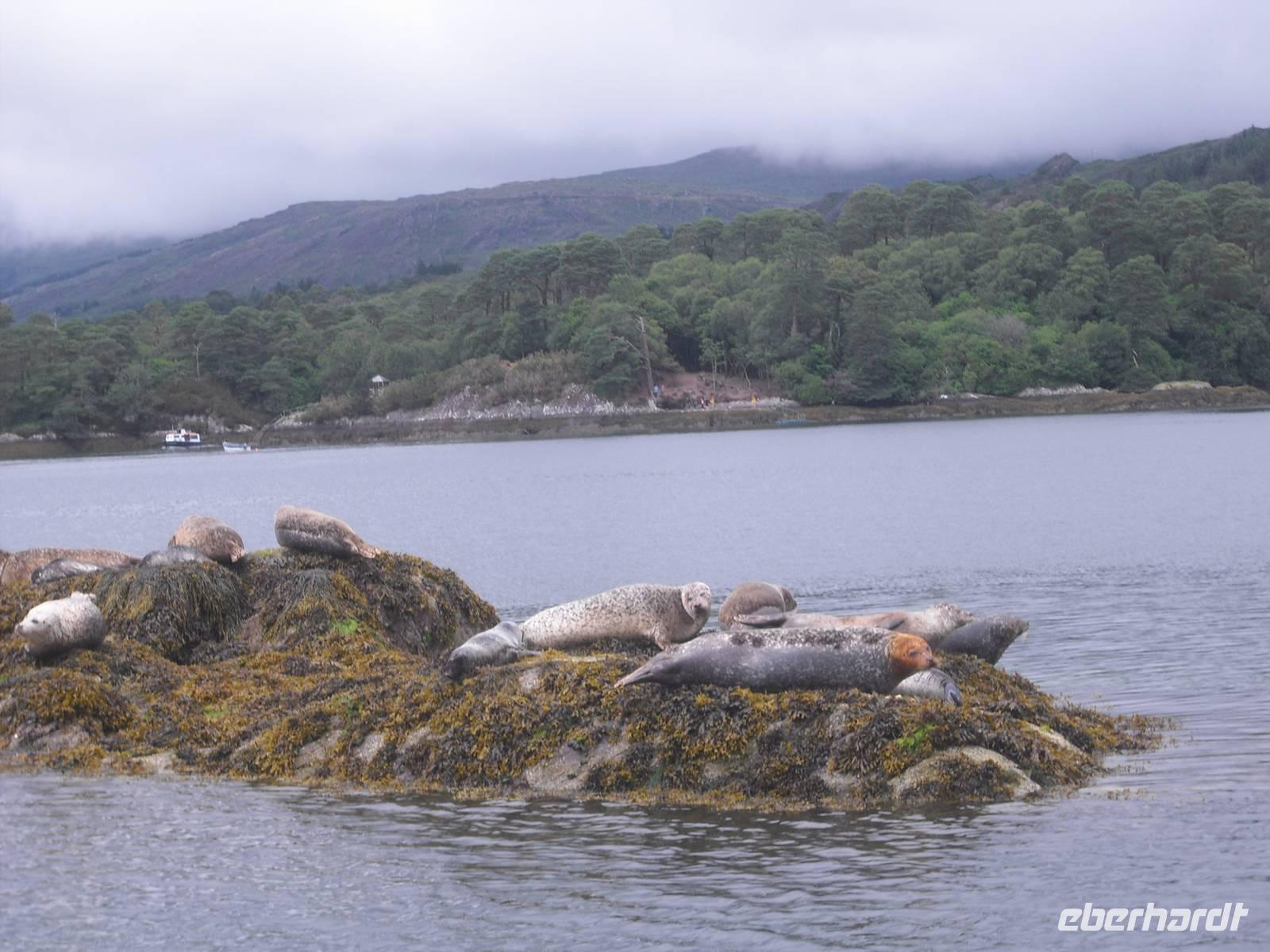 The Seals - Die Seehunde