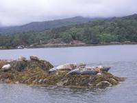 The Seals - Die Seehunde