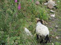 Achill-Rundfahrt