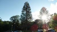Ballina - Twin Trees Hotel