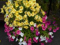Blumen in Glengarriff
