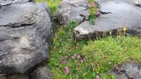 Burren