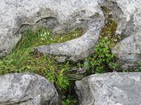 Burren